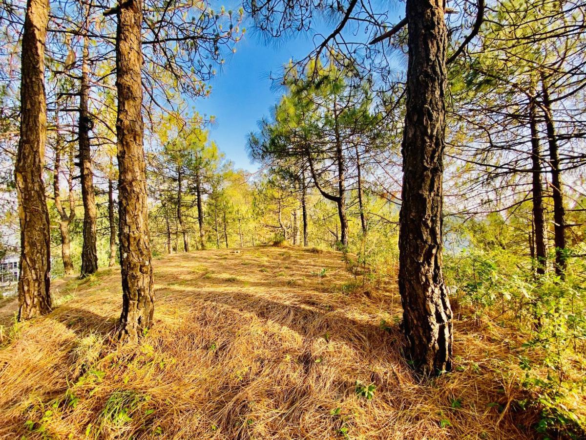 Tara Valley View Шімла Екстер'єр фото